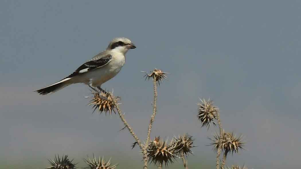 Lesser Gray Shrike